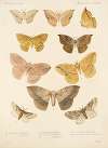 Insecta Lepidoptera-Heterocera Pl 021