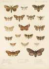 Insecta Lepidoptera-Heterocera Pl 022