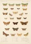 Insecta Lepidoptera-Heterocera Pl 023