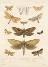 Insecta Lepidoptera-Heterocera Pl 024