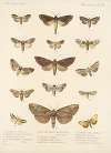 Insecta Lepidoptera-Heterocera Pl 025