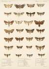 Insecta Lepidoptera-Heterocera Pl 026