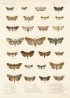 Insecta Lepidoptera-Heterocera Pl 027