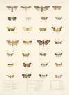 Insecta Lepidoptera-Heterocera Pl 028