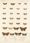 Insecta Lepidoptera-Heterocera Pl 029