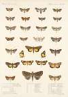 Insecta Lepidoptera-Heterocera Pl 030