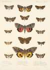 Insecta Lepidoptera-Heterocera Pl 031