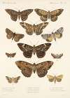 Insecta Lepidoptera-Heterocera Pl 032