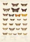 Insecta Lepidoptera-Heterocera Pl 033