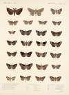 Insecta Lepidoptera-Heterocera Pl 034