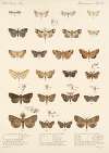 Insecta Lepidoptera-Heterocera Pl 036