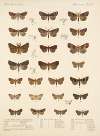 Insecta Lepidoptera-Heterocera Pl 037