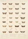Insecta Lepidoptera-Heterocera Pl 038