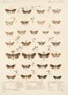 Insecta Lepidoptera-Heterocera Pl 039
