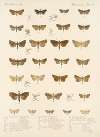 Insecta Lepidoptera-Heterocera Pl 040