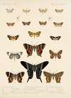 Insecta Lepidoptera-Heterocera Pl 041