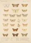 Insecta Lepidoptera-Heterocera Pl 042