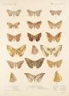 Insecta Lepidoptera-Heterocera Pl 043