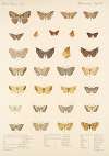 Insecta Lepidoptera-Heterocera Pl 044