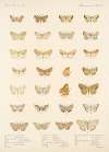 Insecta Lepidoptera-Heterocera Pl 045