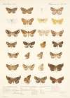 Insecta Lepidoptera-Heterocera Pl 046
