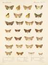 Insecta Lepidoptera-Heterocera Pl 047