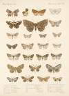 Insecta Lepidoptera-Heterocera Pl 048