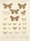 Insecta Lepidoptera-Heterocera Pl 049