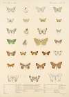 Insecta Lepidoptera-Heterocera Pl 050