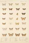 Insecta Lepidoptera-Heterocera Pl 053