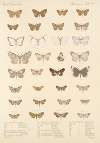 Insecta Lepidoptera-Heterocera Pl 054