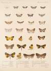 Insecta Lepidoptera-Heterocera Pl 055