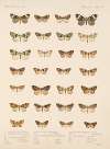 Insecta Lepidoptera-Heterocera Pl 056