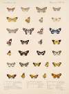 Insecta Lepidoptera-Heterocera Pl 057