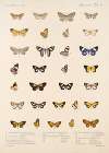 Insecta Lepidoptera-Heterocera Pl 058