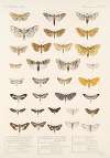 Insecta Lepidoptera-Heterocera Pl 061