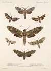 Insecta Lepidoptera-Heterocera Pl 065