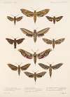 Insecta Lepidoptera-Heterocera Pl 066