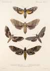 Insecta Lepidoptera-Heterocera Pl 067