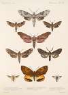 Insecta Lepidoptera-Heterocera Pl 068