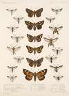 Insecta Lepidoptera-Heterocera Pl 069