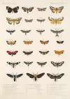 Insecta Lepidoptera-Heterocera Pl 070