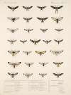 Insecta Lepidoptera-Heterocera Pl 071