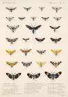 Insecta Lepidoptera-Heterocera Pl 072