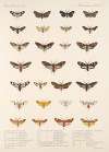 Insecta Lepidoptera-Heterocera Pl 073
