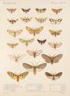 Insecta Lepidoptera-Heterocera Pl 074