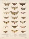 Insecta Lepidoptera-Heterocera Pl 075