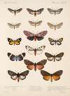 Insecta Lepidoptera-Heterocera Pl 076