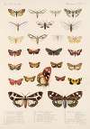 Insecta Lepidoptera-Heterocera Pl 077