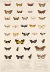 Insecta Lepidoptera-Heterocera Pl 078